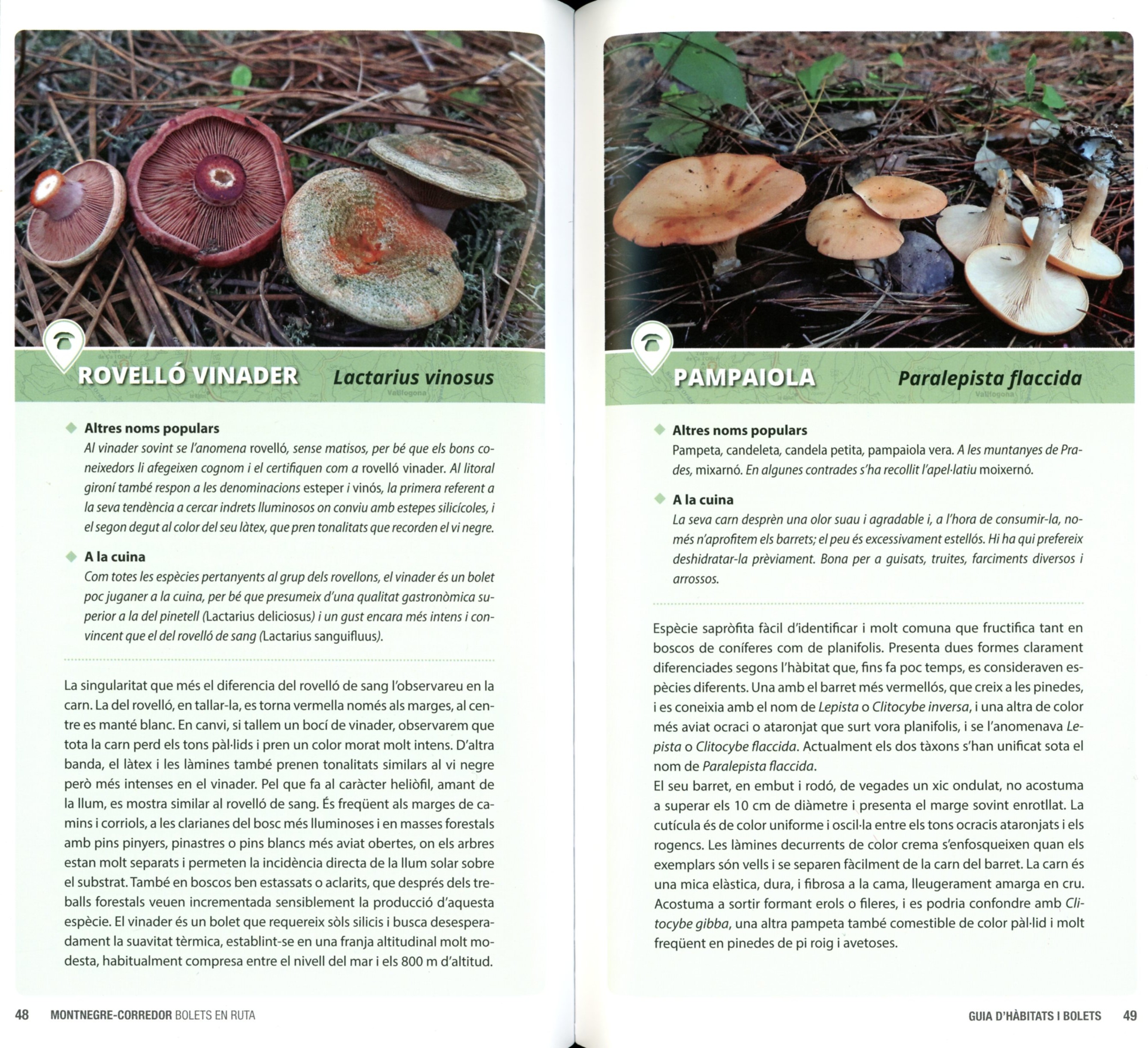 Montnegre Corredor : Bolets en ruta - Miniatura 3